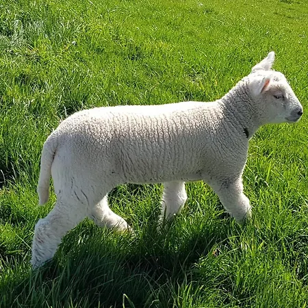 Hafen Zwei Fedderwardersiel