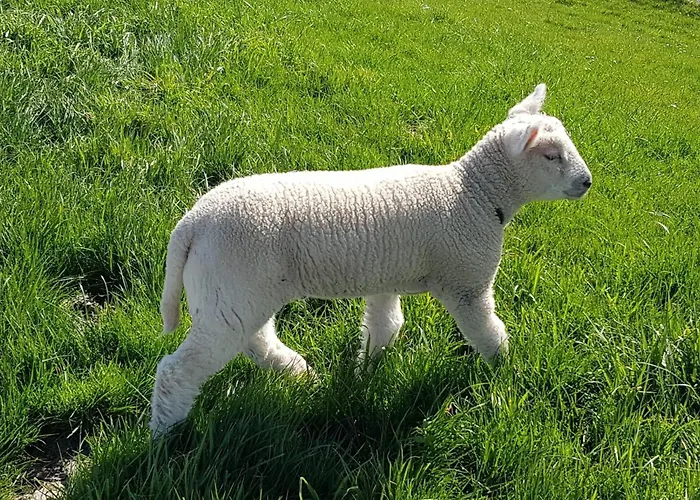 Hafen Zwei Fedderwardersiel